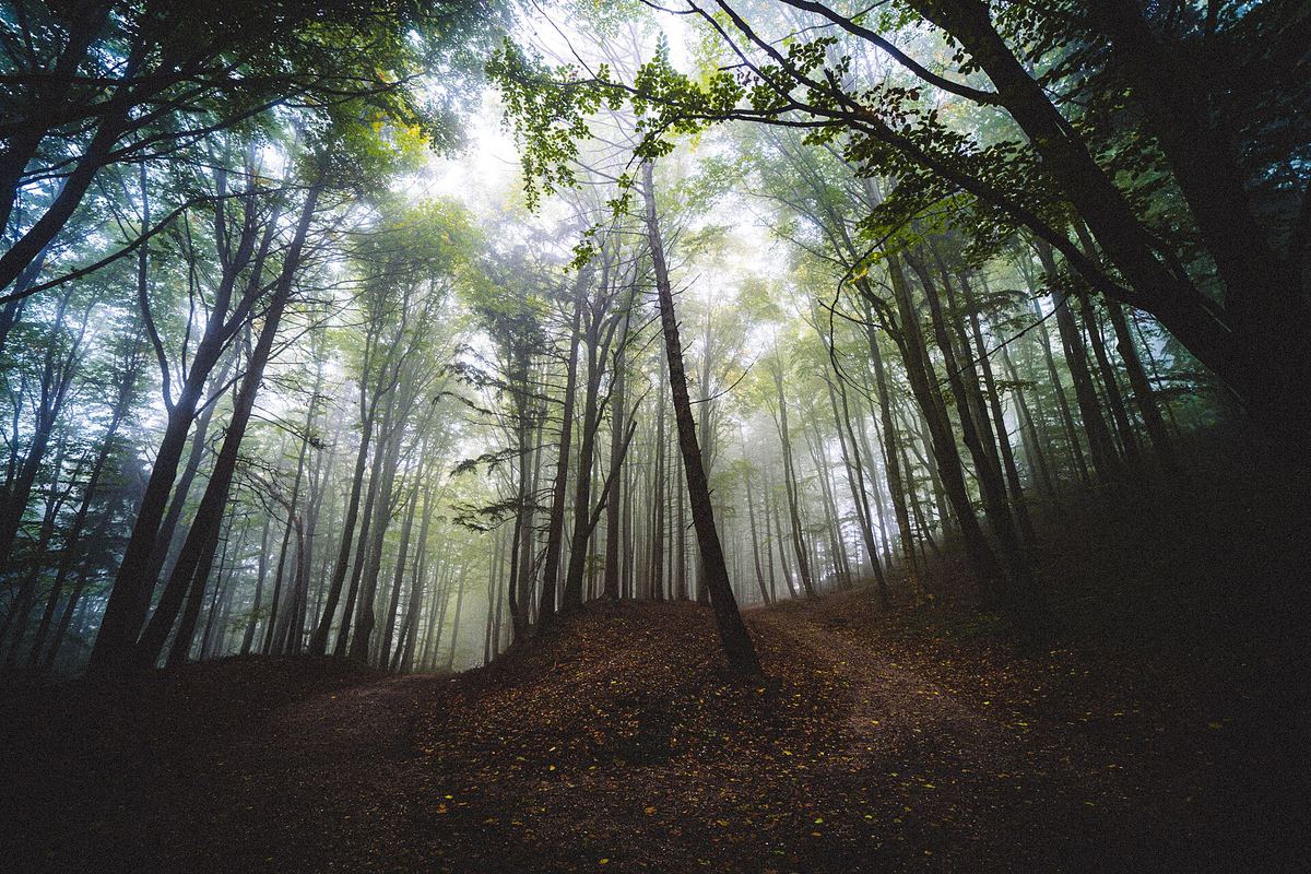 Ein Waldweg im Morgennebel, Sonnenlicht fällt durch die Bäume